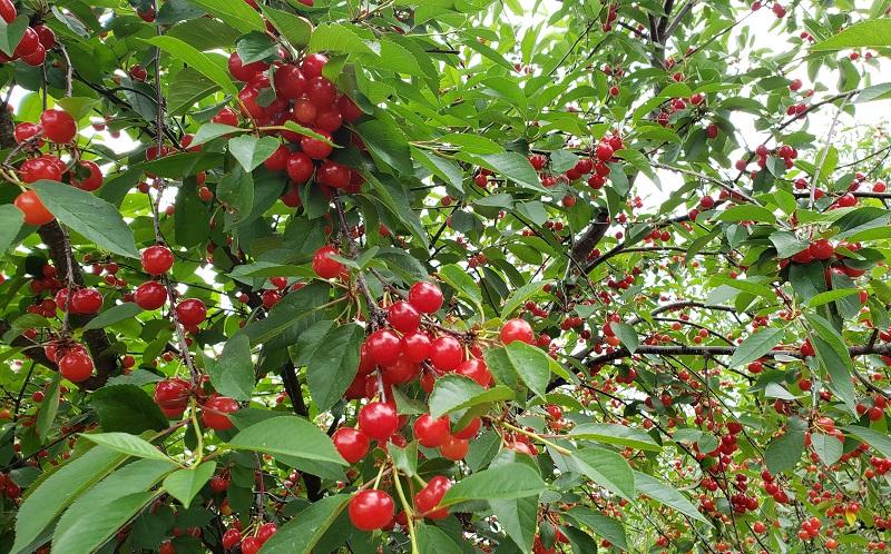 cherries